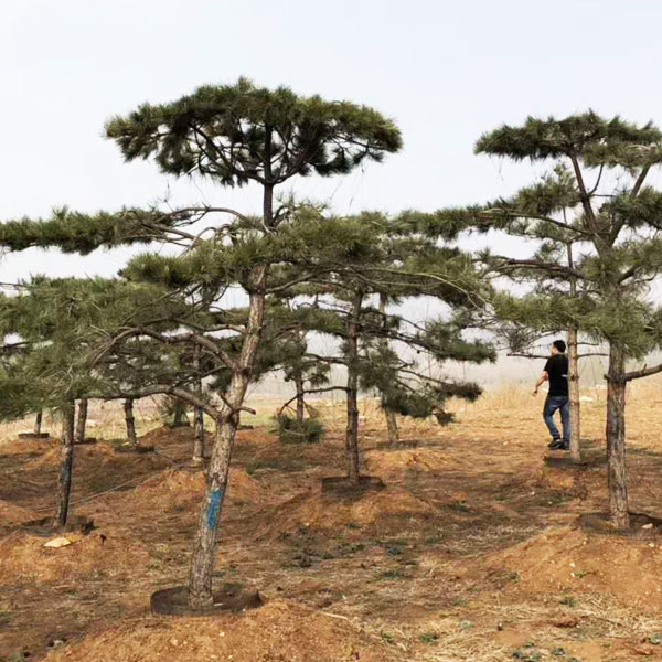 造型油松