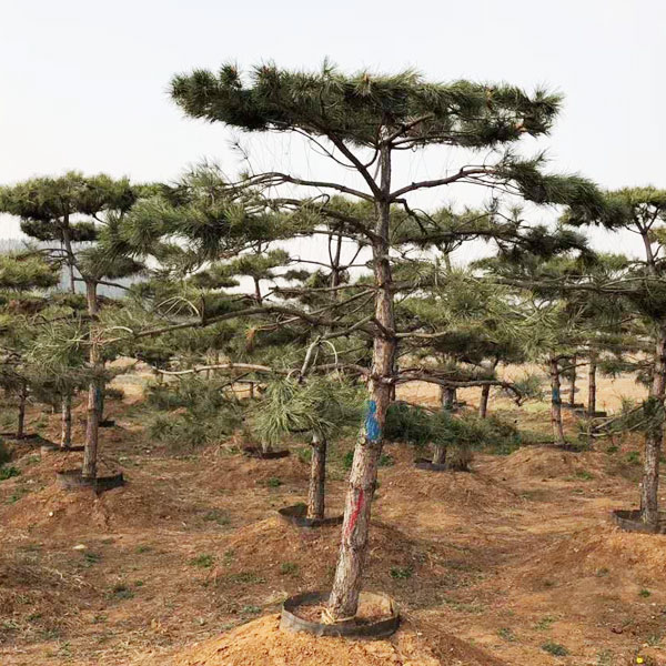 造型油松